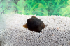Batmanschnecke – Neritina auriculata - Fledermausschnecke