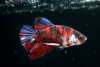 Kampffisch Männchen - Betta splendens