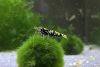Black Galaxy Garnele – Taiwan Bee Caridina sp.