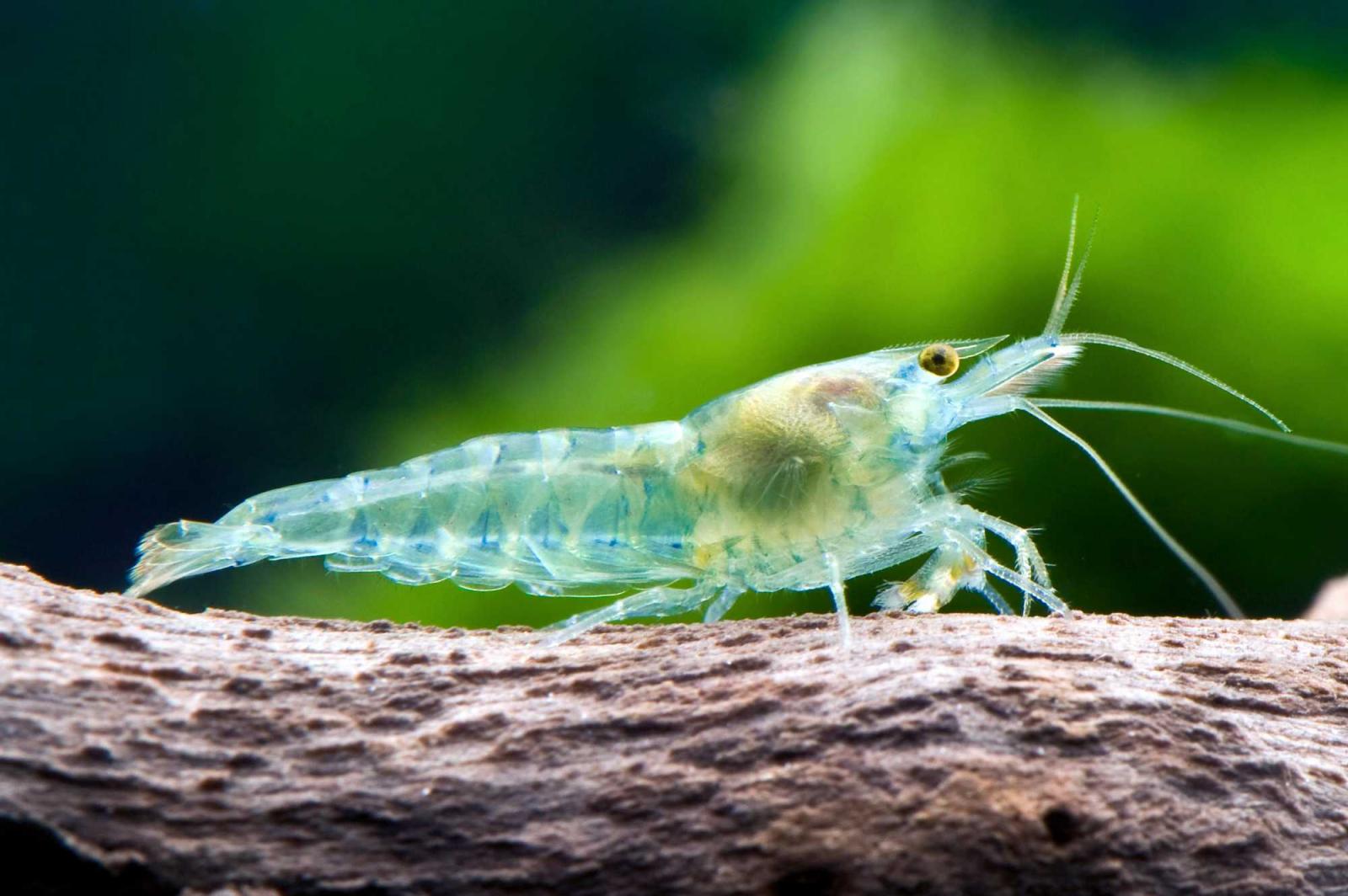 Blue Jelly Garnele (Neocaridina davidi) im Aquarium
