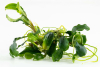 Bucephalandra pygmaea 'Bukit Kelam' von Tropica im Aquarium