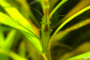 Giftgrüne Garnele - Caridina babaulti