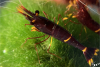 Goldfleckgarnele - Caridina spinata