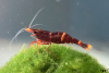 Goldfleckgarnele - Caridina spinata