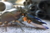 Blauer Tigerkrebs – Cherax alyciae Blue Kong -  Ehem. Cherax peknyi Blue Kong