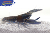 Blauer Papua-Flusskrebs - Cherax communis