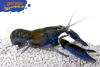 Blauer Papua-Flusskrebs - Cherax communis