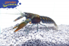 Blauer Papua-Flusskrebs - Cherax communis