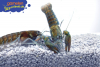 Blauer Papua-Flusskrebs - Cherax communis