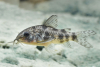 Marmorierter Panzerwels - Corydoras paleatus