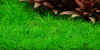 Eleocharis pusilla - Mini Nadelsimse , im Aquarium