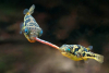 Erbsenkugelfisch - Carinotetraodon travancoricus