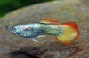 Flame Guppy Männchen im Aquarium
