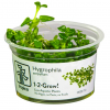 Hygrophila serpyllum - Tropica 1-2-Grow!