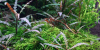 Hygrophila pinnatifida - Tropica 1-2-Grow, im Aquarium.