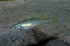 Filigran-Regenbogenfisch - Prachtregenbogenfisch - Iriatherina werneri
