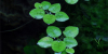 Limnobium laevigatum, Froschbiss - Tropica 1-2-Grow, auf der Wasseroberfläche.
