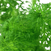 Blütenstielloser Sumpffreund - Limnophila sessiliflora, in der Nahaufnahme.