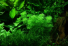 Blütenstielloser Sumpffreund - Limnophila sessiliflora, im Aquarium.