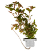 Kleine tiefrote Ludwigie - Ludwigia palustris "Super Red", in der Nahaufnahme.