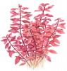 Kleine tiefrote Ludwigie - Ludwigia palustris "Super Red", als Zeichnung.