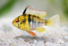 Schmetterlingsbuntbarsch - Mikrogeophagus ramirezi – PAAR