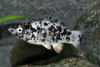 Dalmatiner Molly - Poecilia sphenops