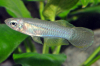 Normans Leuchtaugenfisch - Aplocheilichthys bzw. Poropanchax normani