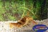 Orconectes harrisonii - Belted Crayfish