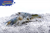 Procambarus vasquezae