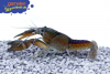 Procambarus vasquezae