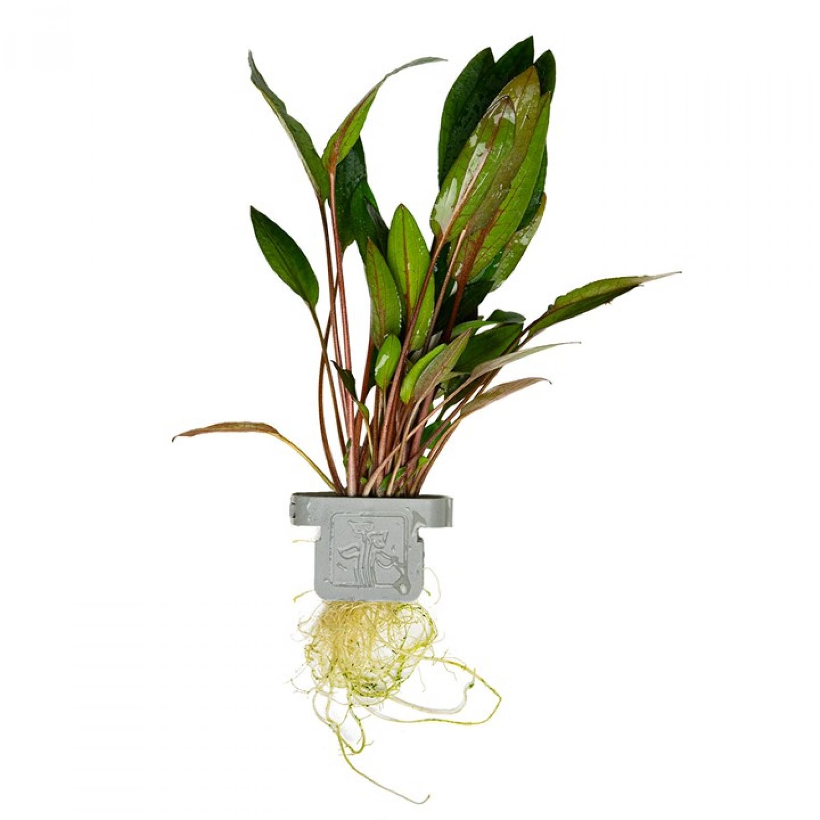 Wasserkelch - Cryptocoryne beckettii Petchii