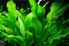 Echinodorus grisebachii 'Bleherae'  im Aquarium