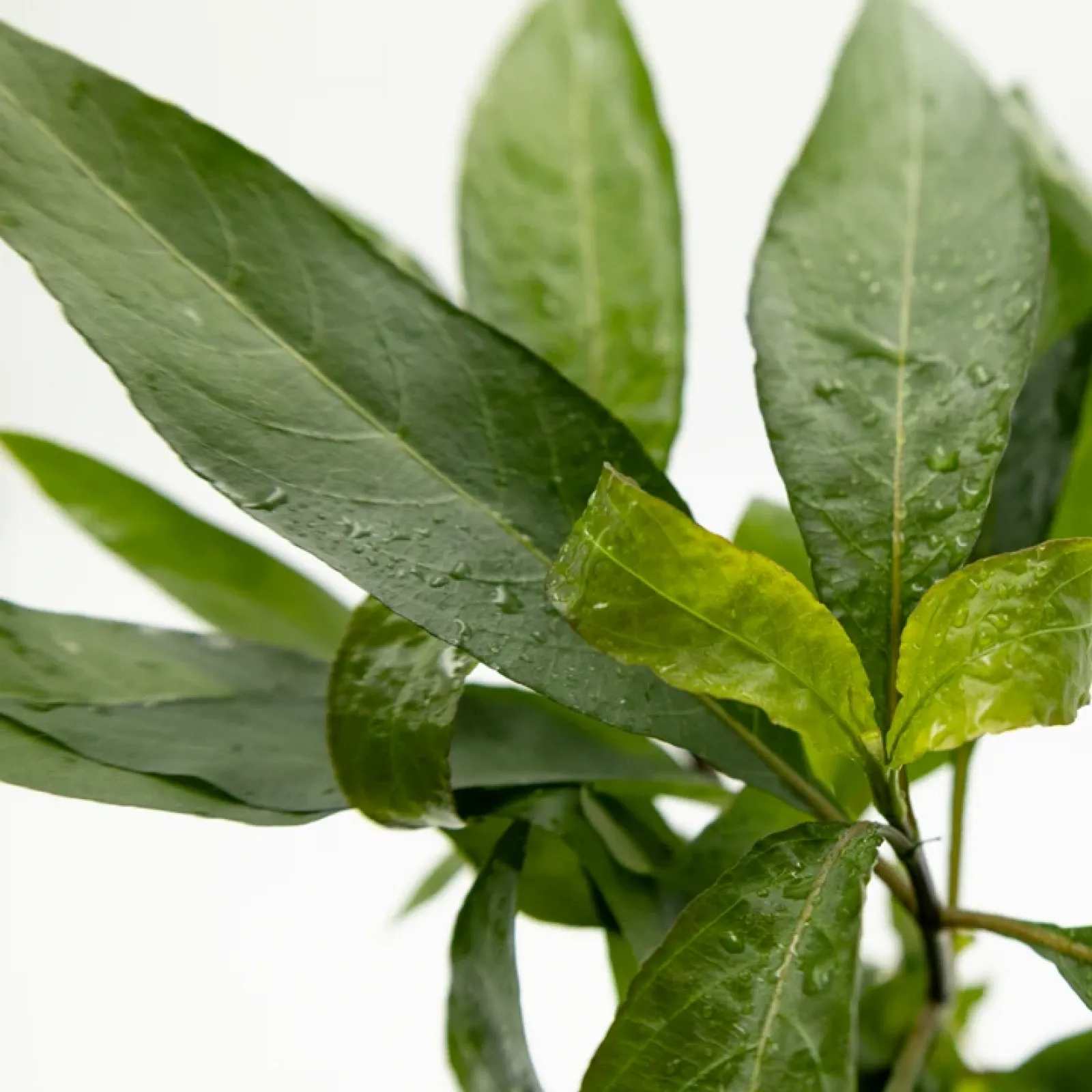 Riesen-Wasserfreund - Hygrophila corymbosa 'Stricta'