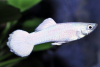 Guppy Platinum White - Peocilia reticulata