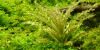 Pogostemon helferi, kleiner Wasserstern - Tropica 1-2-Grow, als Einzelaufnahme im Aquarium.