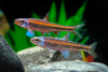 Regenbogen-Elritze – Notropis chrosomus