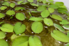 Kleinohriger Schwimmfarn - Salvinia auriculata