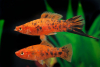 Schwertträger – Xiphophorus helleri  "Berlin orange-schwarz”
