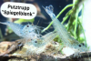 Amanogarnelen (C. multidentata) im Aquarium als Putztrupp gegen Algen