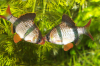 Sumatrabarbe - Barbus (Puntius) tetrazona