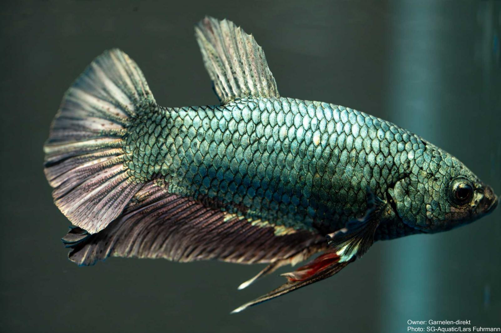 Kampffisch  Männchen - Betta splendens - Deutsche Nachzucht
