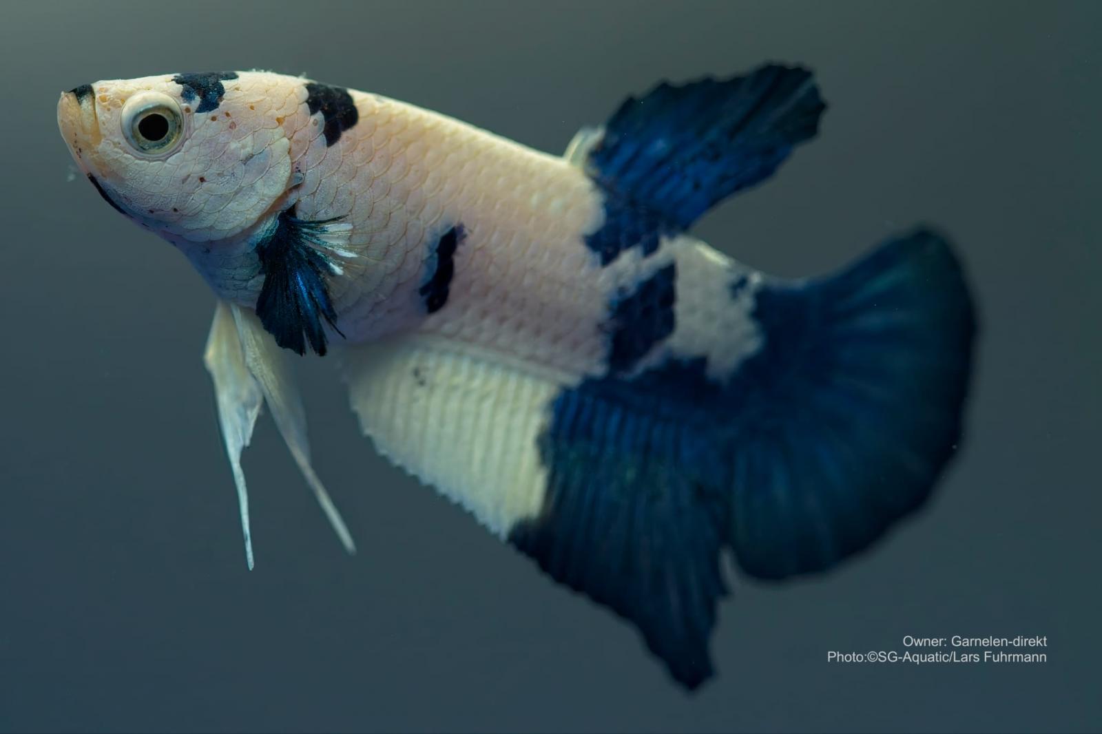 Kampffisch männlich – Betta splendens
