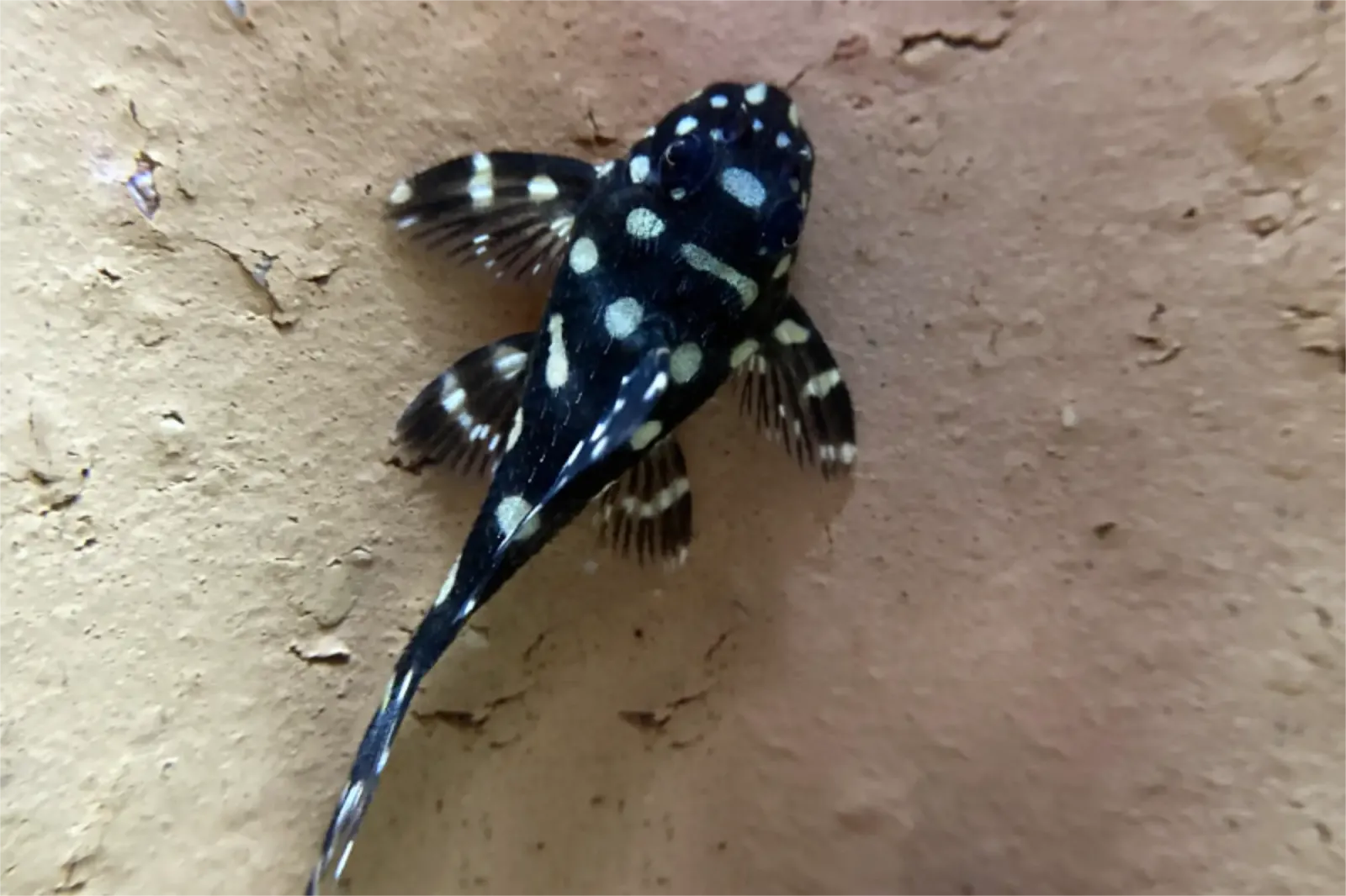Orinoco-Engelsharnischwels - L201 - Hypancistrus sp.