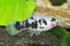 Platy Dalmatiner/Salz & Pfeffer- Xiphophorus maculatus