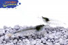 Amanogarnele - Caridina multidentata