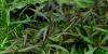 Hygrophila lancea "Araguaia" - Tropica 1-2-Grow!