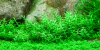Gratiola viscidula, Klebriges Gnadenkraut - Tropica 1-2-Grow!