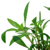 Thailändischer Wasserfreund - Hygrophila corymbosa "Siamensis"
