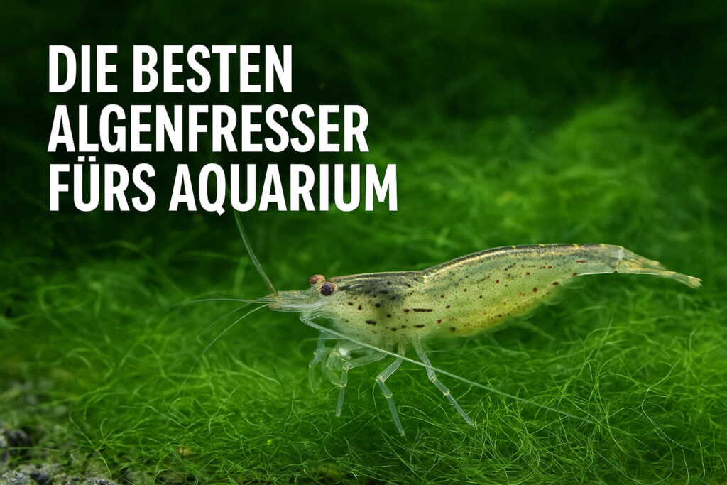 Amanogarnelen gegen Algen im Aquarium